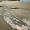Son restos de ballena, lo hallado en Playas de Tijuana